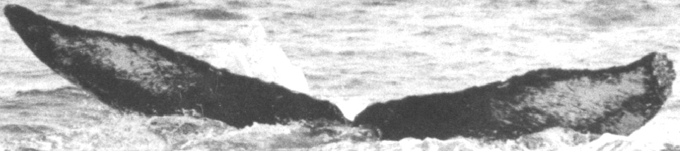 Fluke of Puffer (Salish Sea)