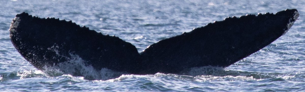 Fluke of HW-MN0442241