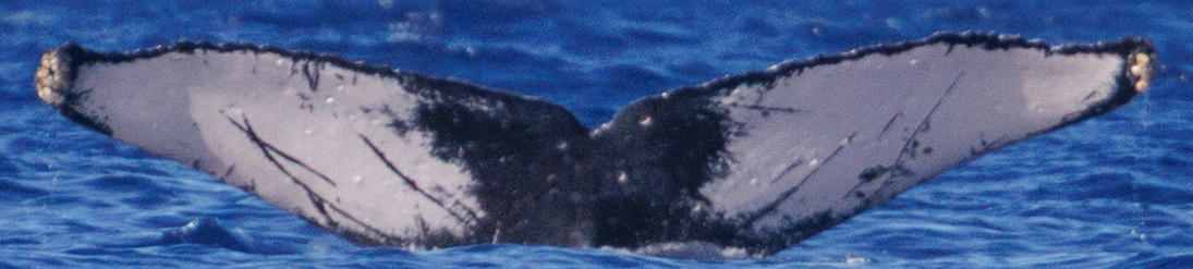 Fluke of BCZ0118