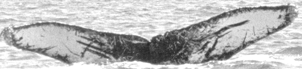 Fluke of CRC-11591