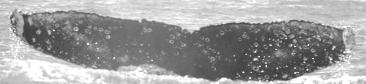 Fluke of HW-MN0442300