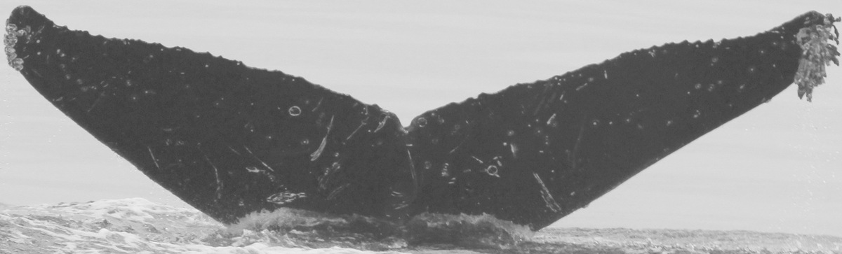 Fluke of CRC-15225