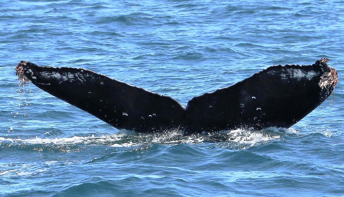 Fluke of Phi (Salish Sea)