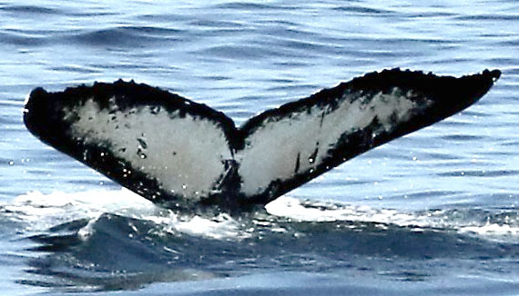 Fluke of Split Fin (Salish Sea)
