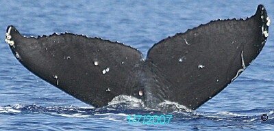 Fluke of BCX0729