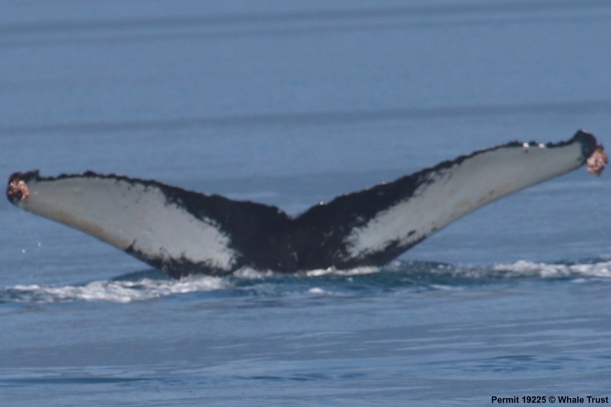Fluke of SEAK-2430