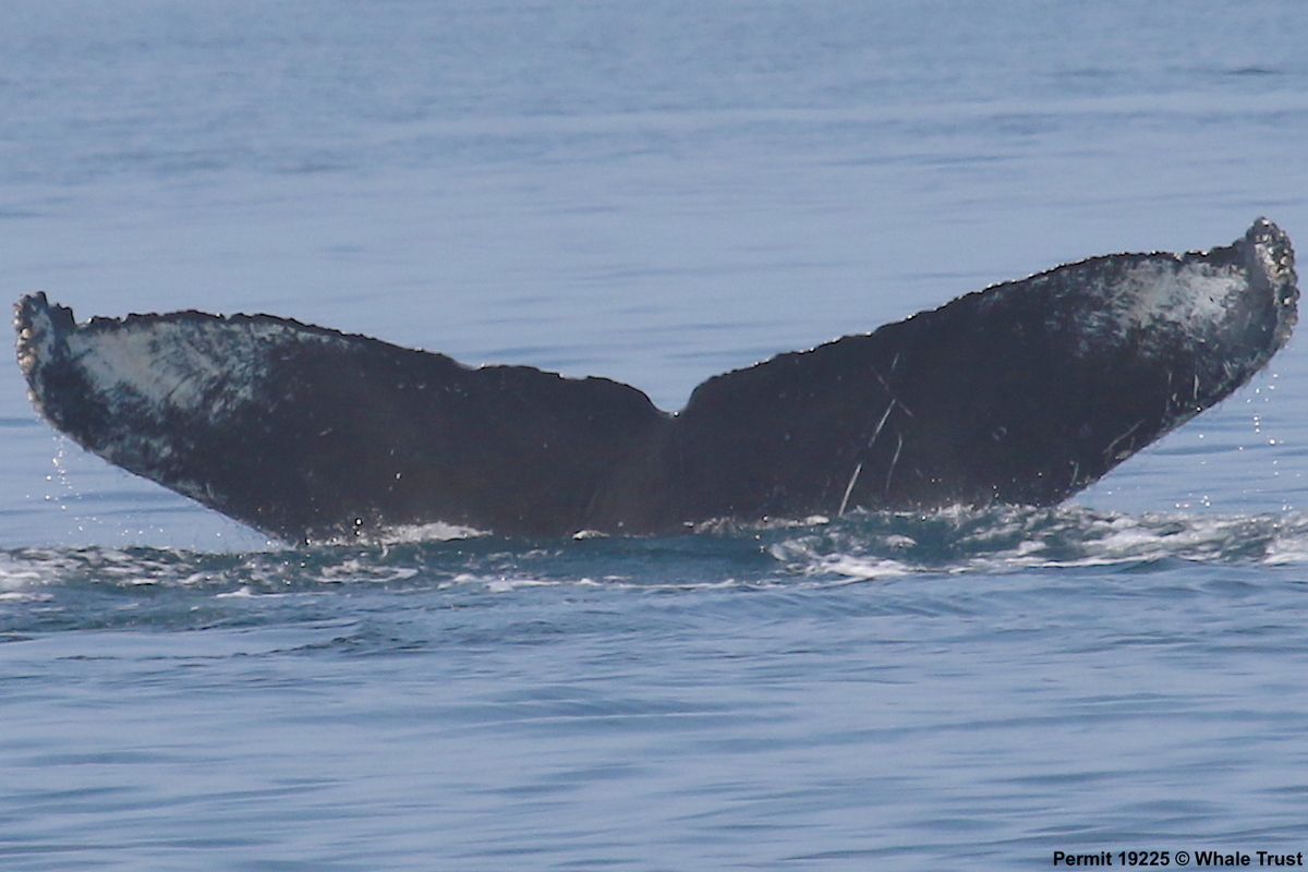 Fluke of Robust (BC)