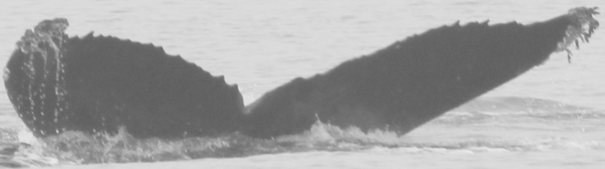 Fluke of CRC-11568