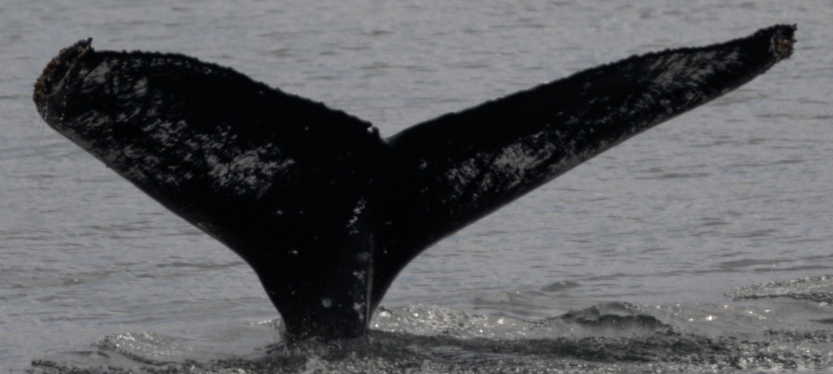 Fluke of HW-MN0442350