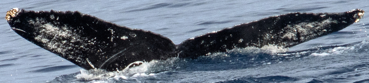 Fluke of Viva (BC)
