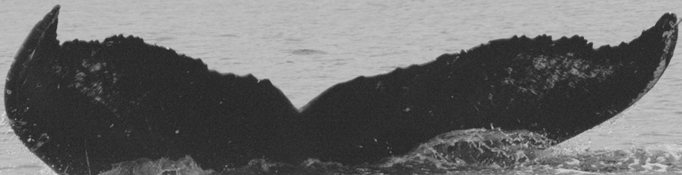 Fluke of Jonah (FS)