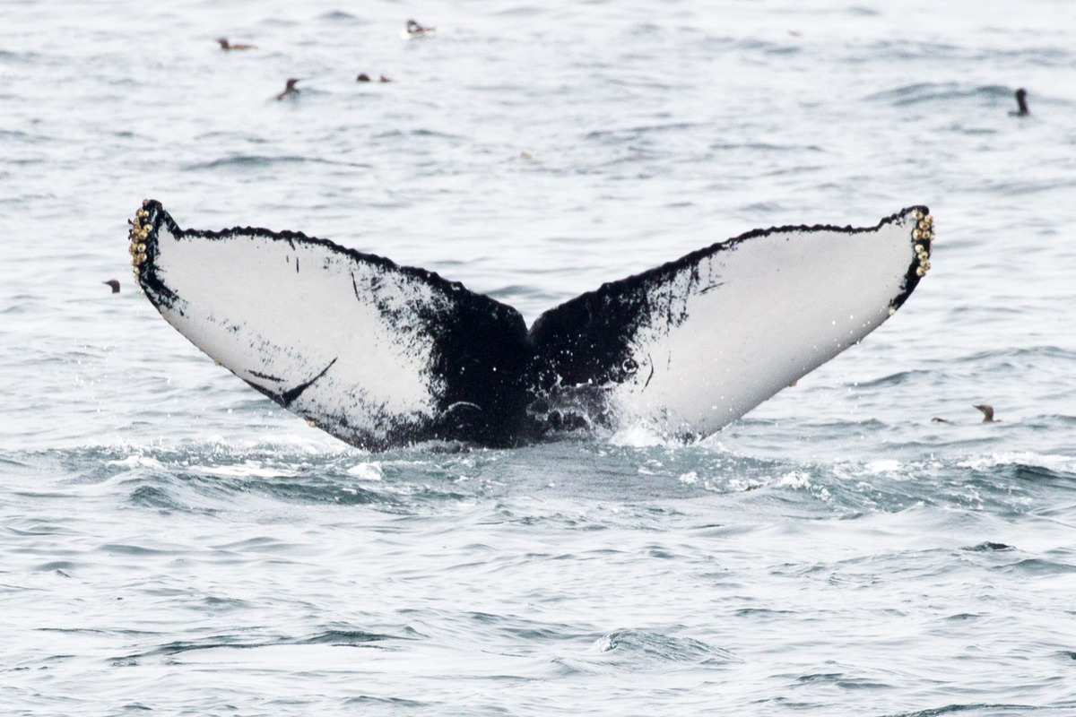 Fluke of William (California)