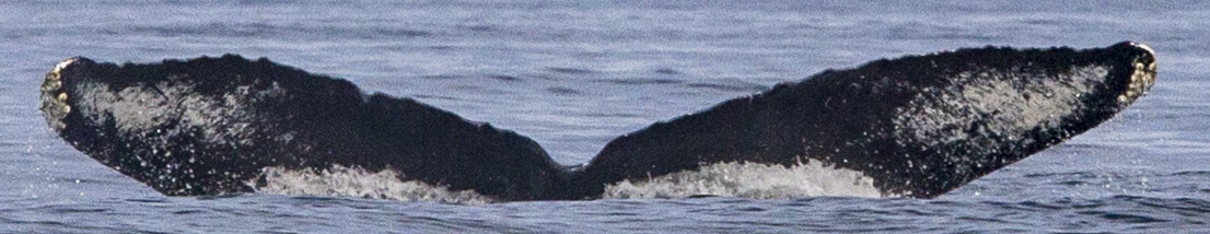 Fluke of CRC-11834