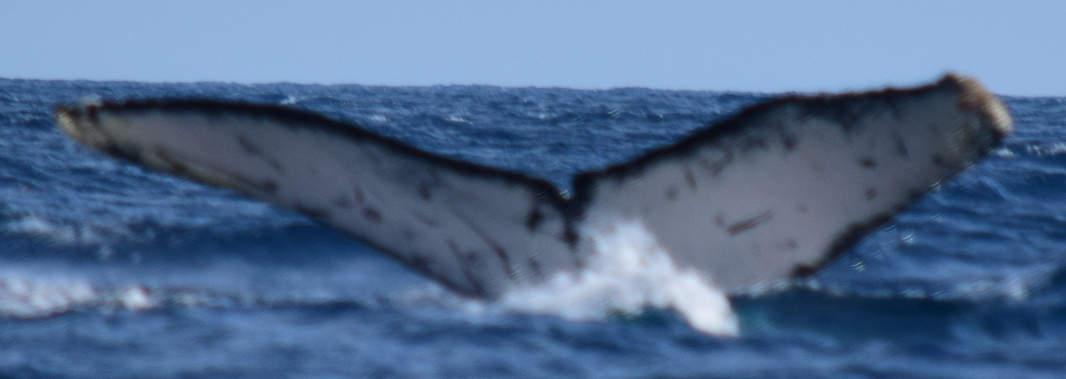 Fluke of CRC-18939