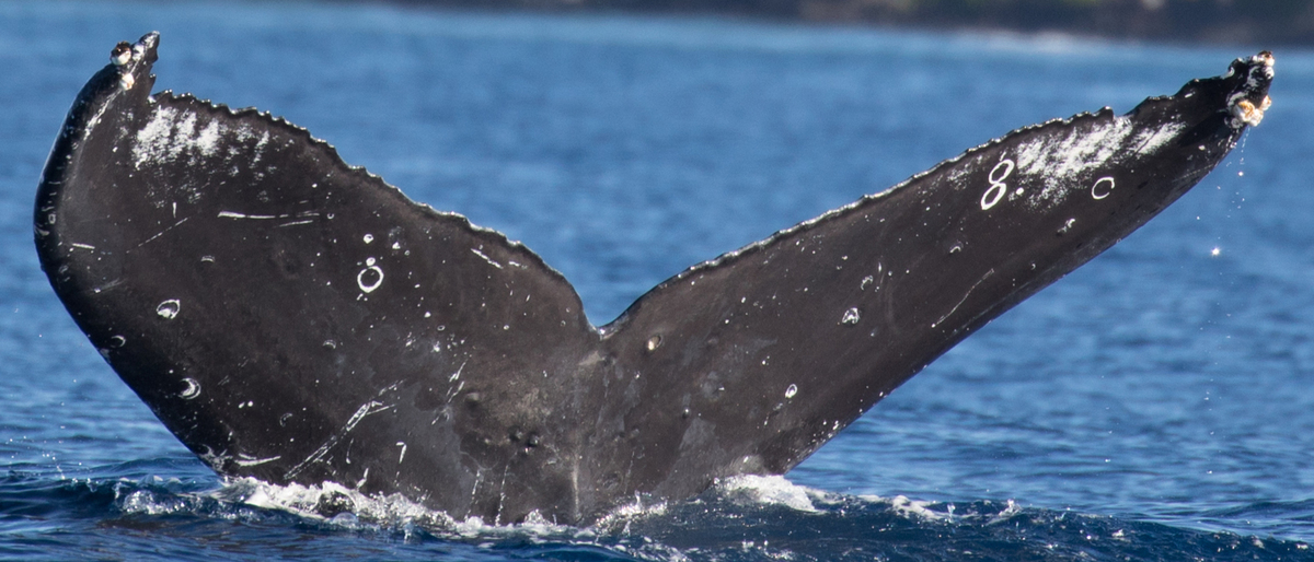 Fluke of HW-MN0442399