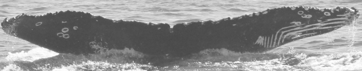 Fluke of CRC-11368