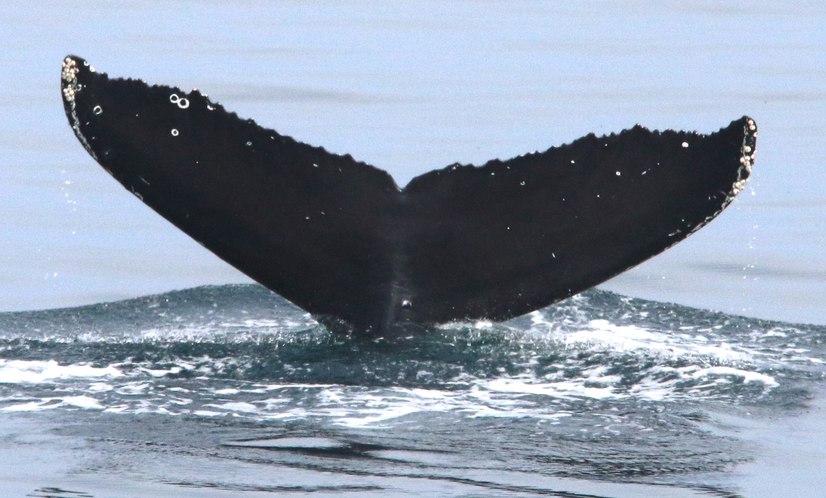 Fluke of CRC-17315