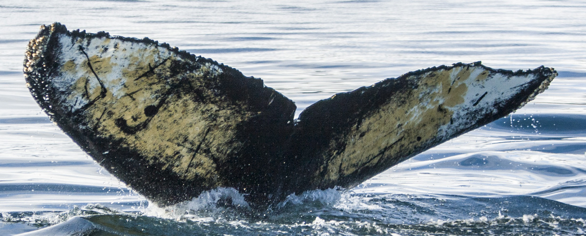 Fluke of BGT-0115