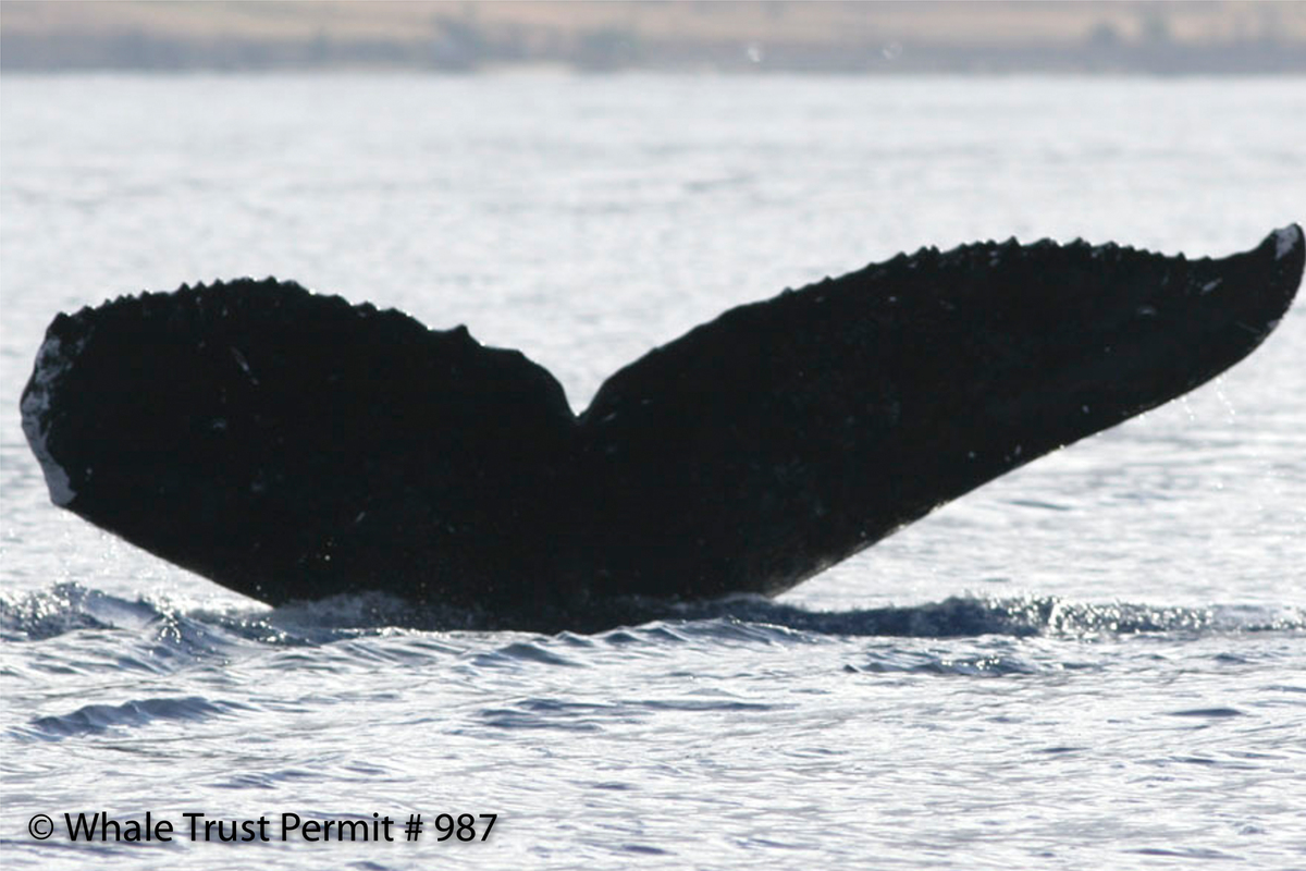 Fluke of BCX0992