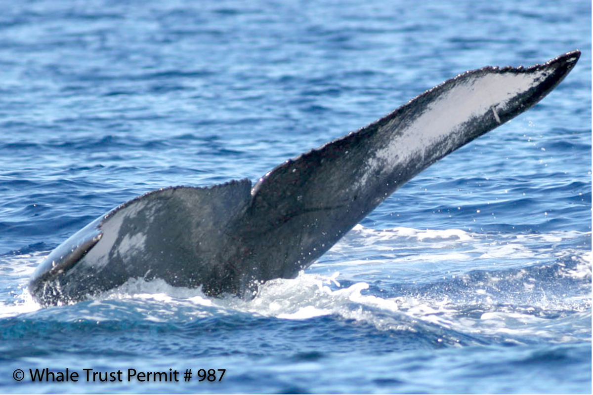 Fluke of HI07-0075