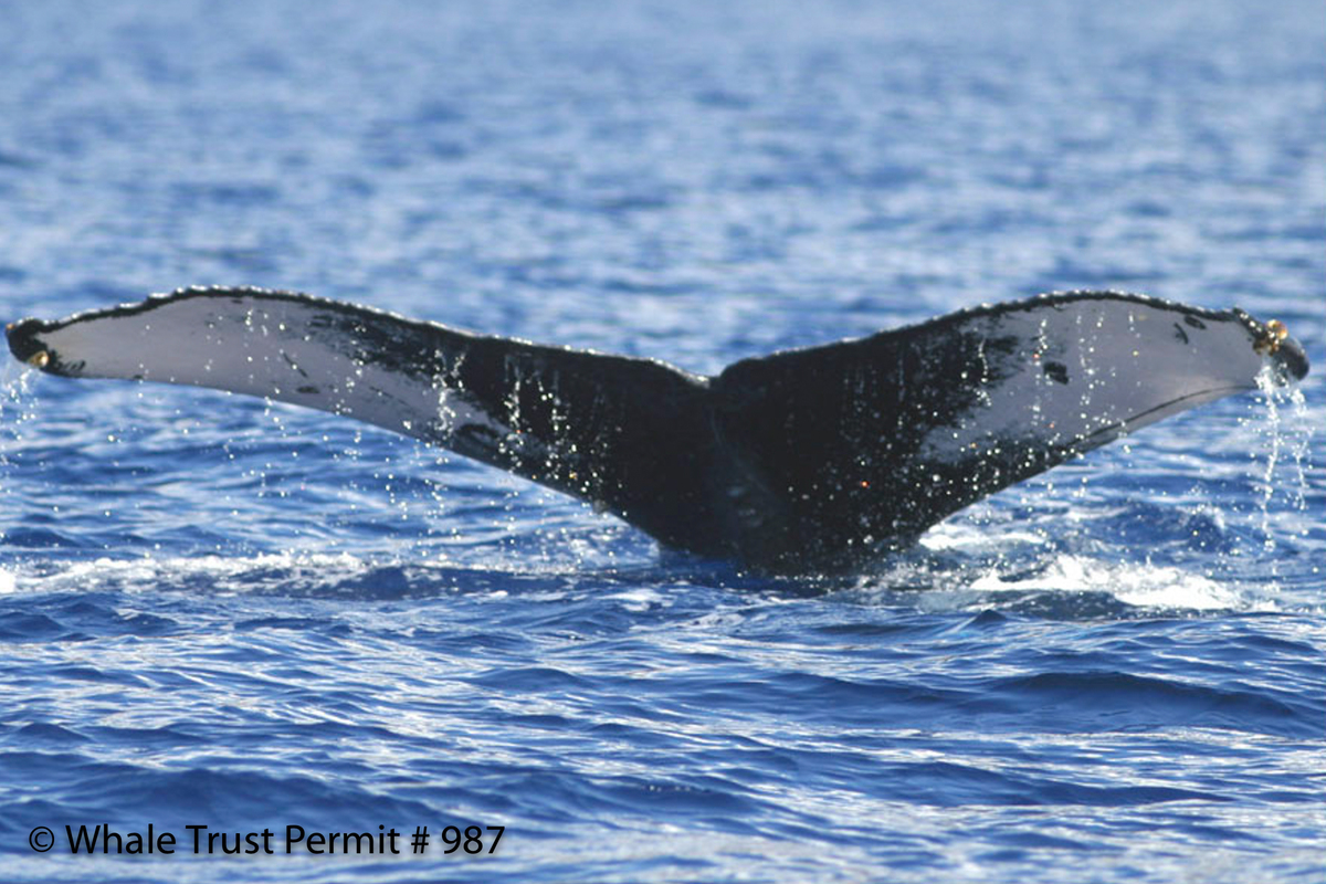 Fluke of HI06-0066