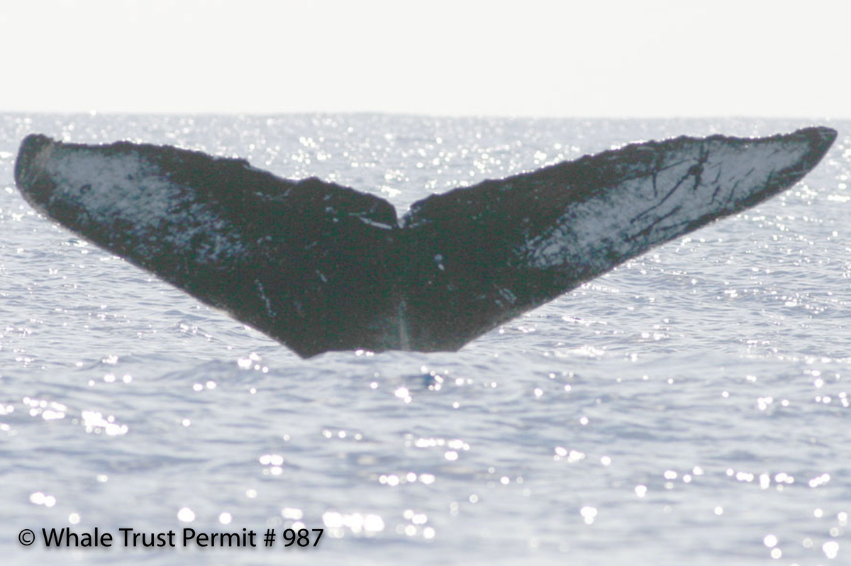 Fluke of HI06-0058