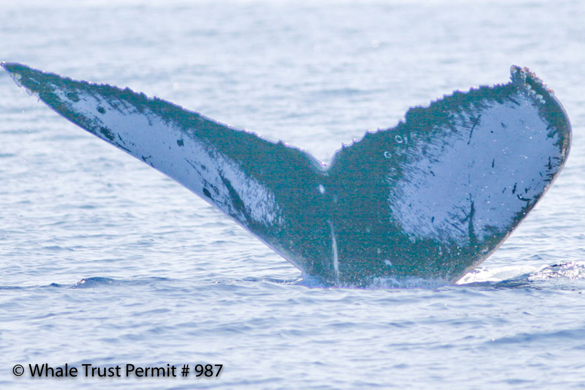 Fluke of HI08-0011