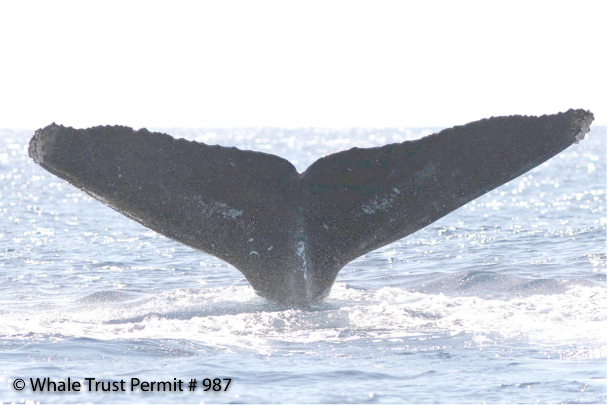 Fluke of HI07-0047