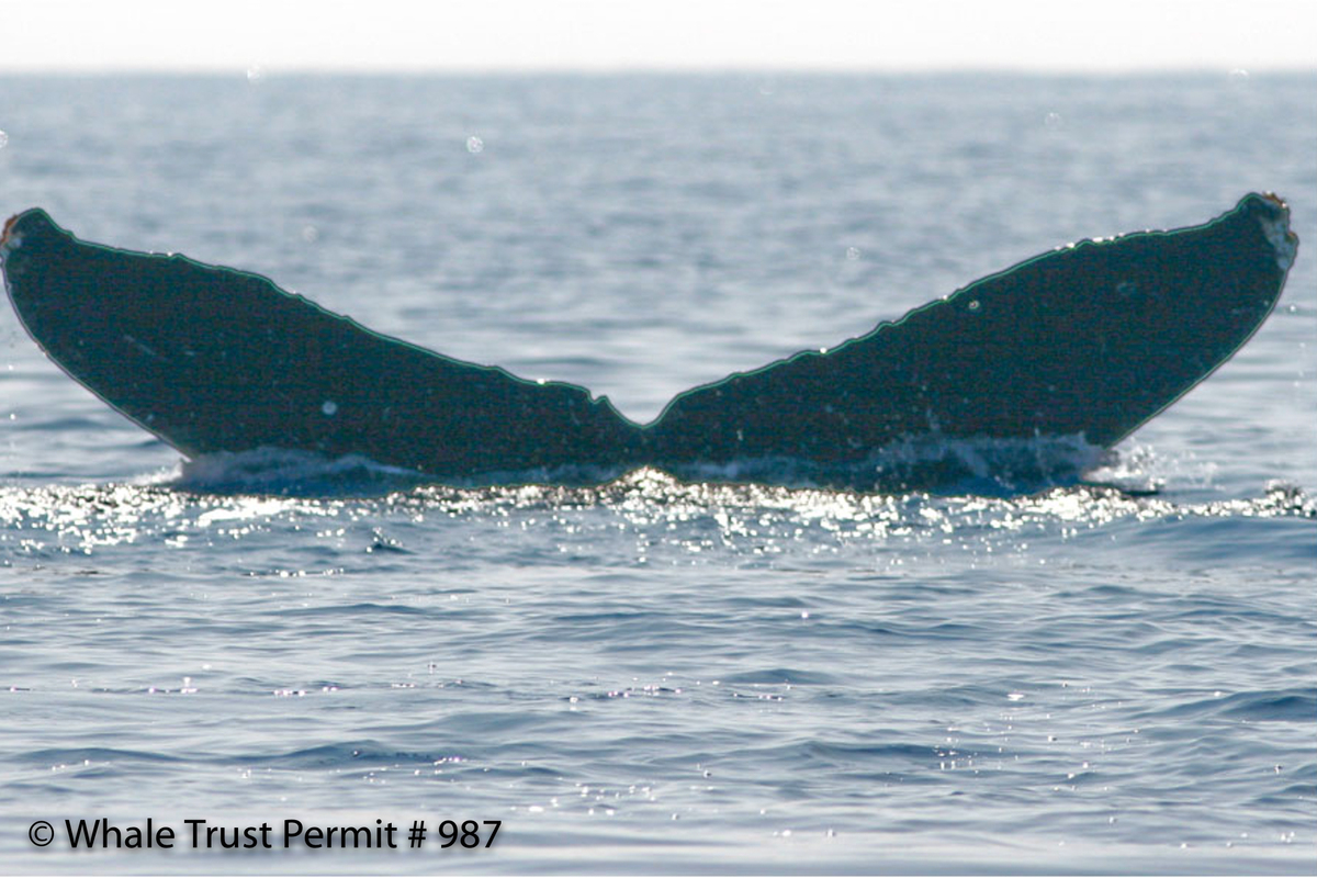 Fluke of HI08-0020