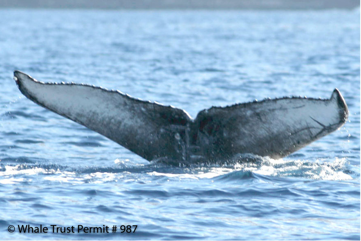 Fluke of HI07-0030