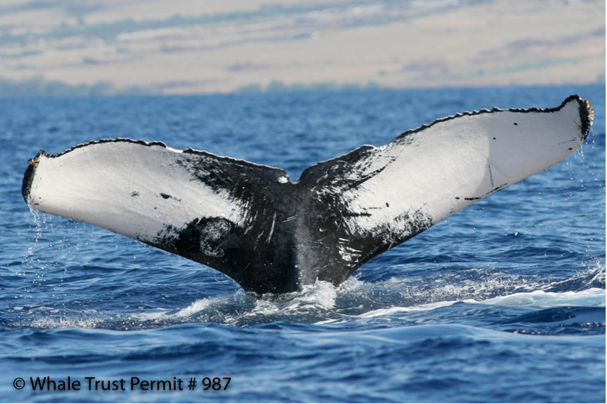 Fluke of HI07-0025