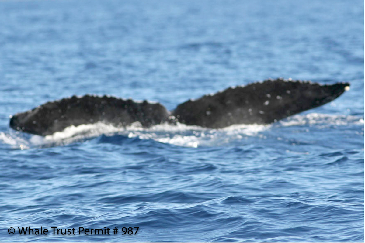 Fluke of HI07-0021