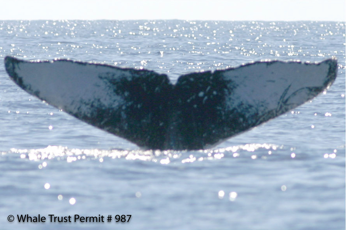 Fluke of IQ (Wrangell)