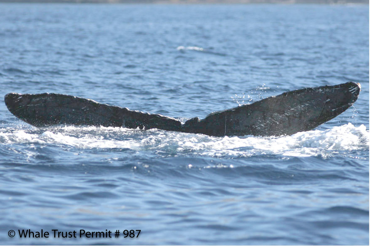 Fluke of HI07-0090