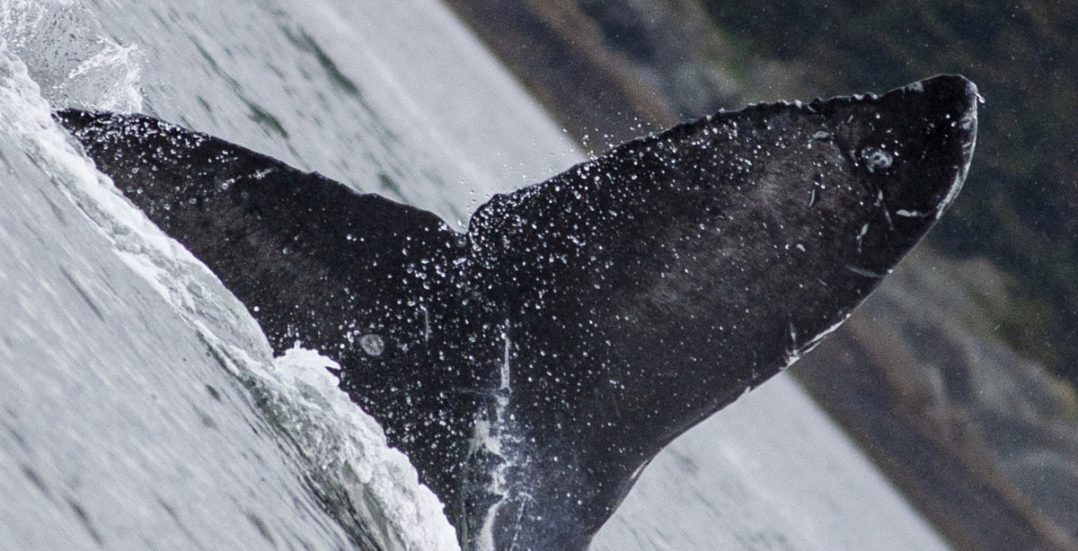 Fluke of Smoke (2020 calf of Flame)