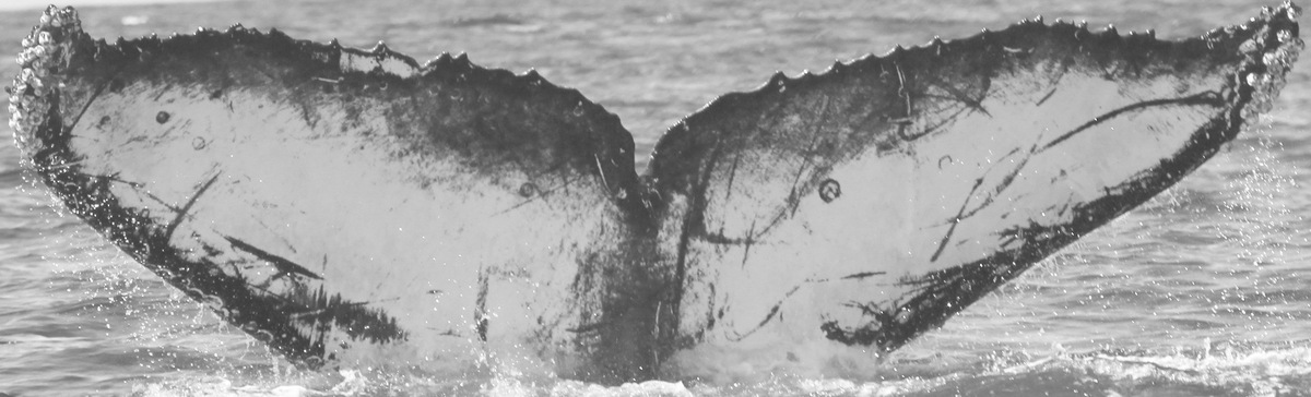 Fluke of CRC-15226