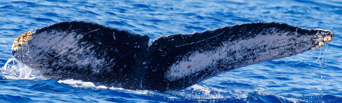 Fluke of HW-MN0442461