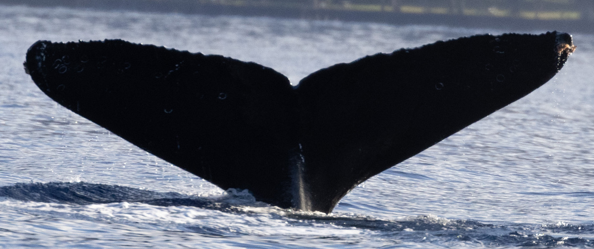Fluke of Europa aka Bounty (Salish Sea)