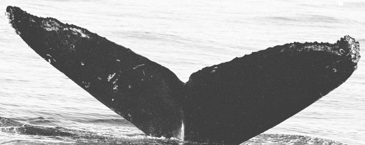 Fluke of CRC-16236