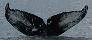 Fluke of T. Rex (Salish Sea)