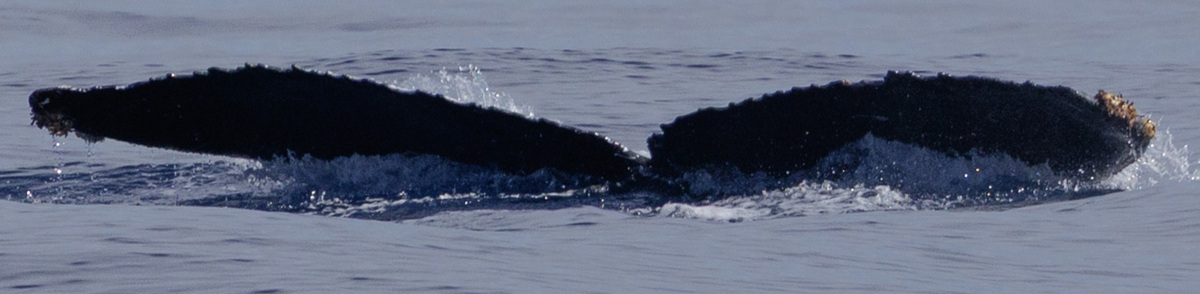 Fluke of HW-MN0442507