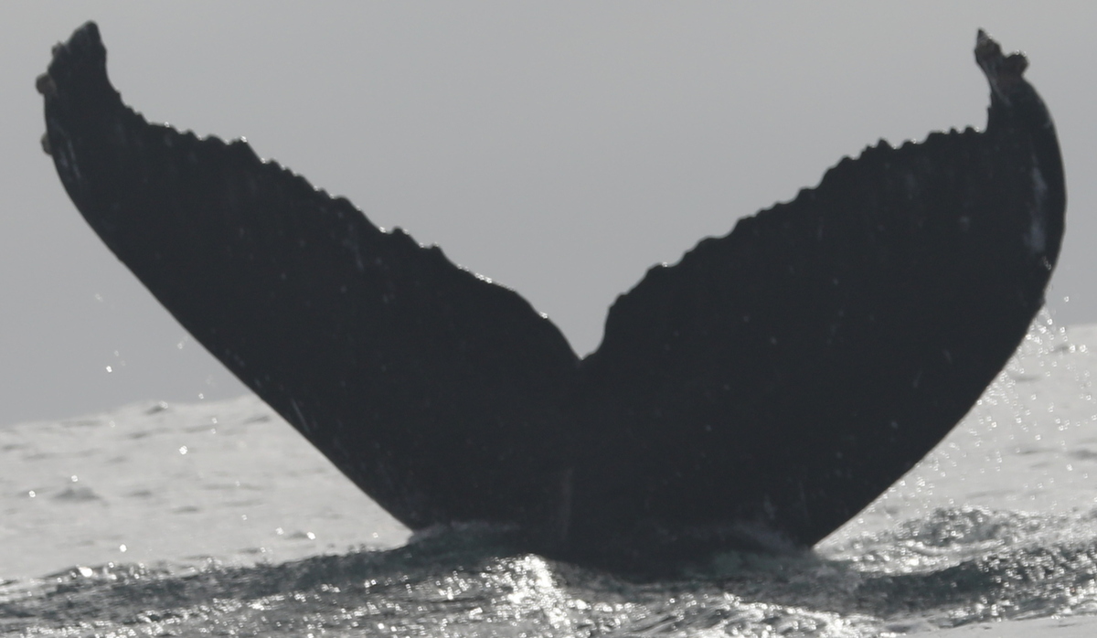 Fluke of CRC-16759