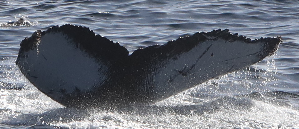 Fluke of CRC-17622