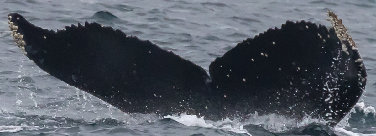 Fluke of CRC-17619