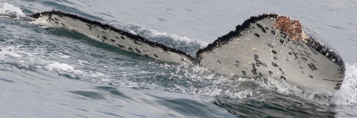 Fluke of CRC-16755