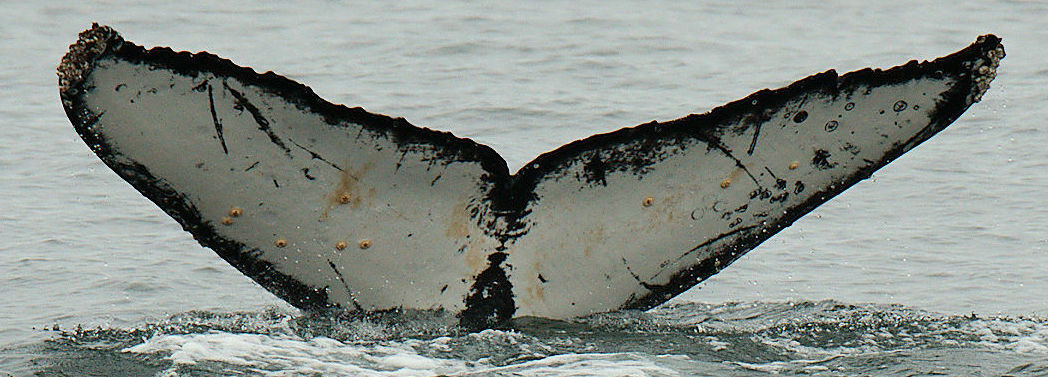 Fluke of Pi (California)