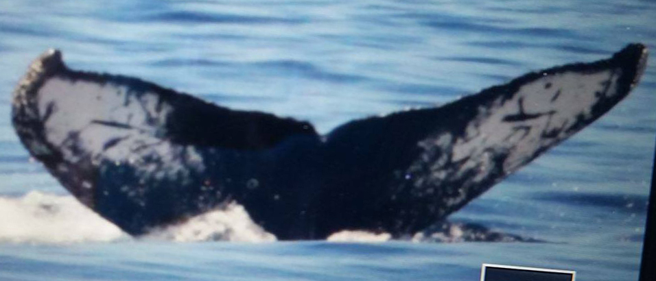 Fluke of CRC-17589