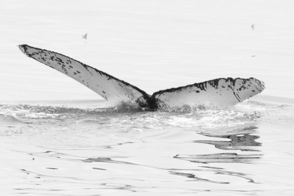 Fluke of CRC-17148
