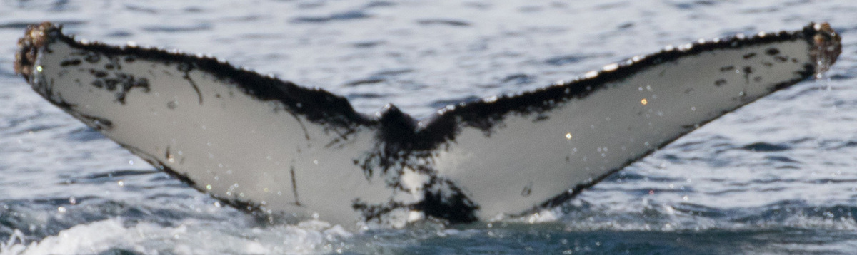Fluke of CRC-16987