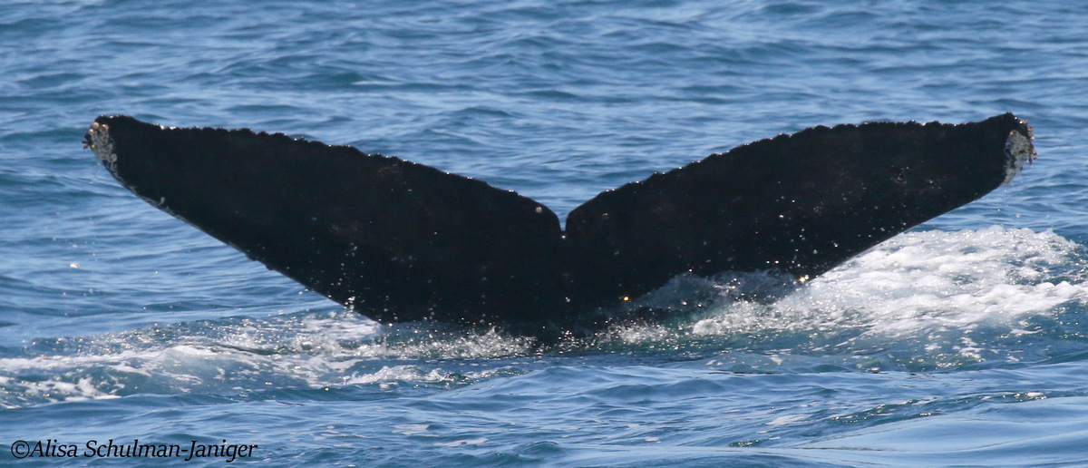 Fluke of CRC-18986
